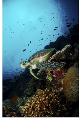 Green sea turtle resting on a plate coral, North Sulawesi