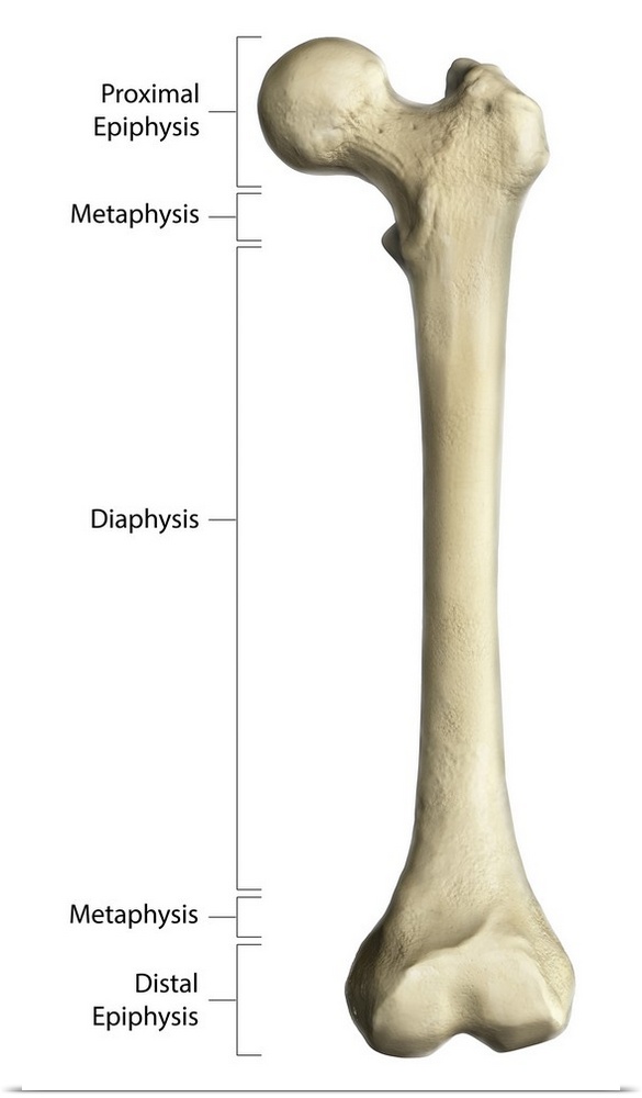 Gross anatomy of a long bone, using a femur with annotations.