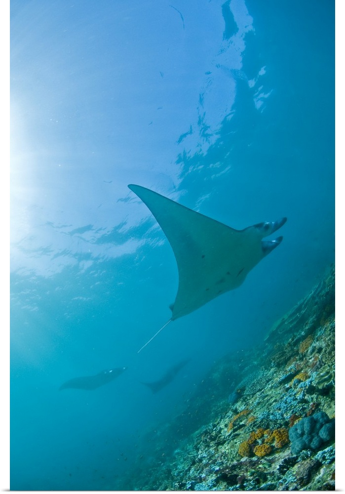 Group of manta rays in blue water, Komodo, Indonesia.