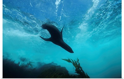 Guadalupe Fur Seal, Islas San Benito, West Island, Baja California, Mexico