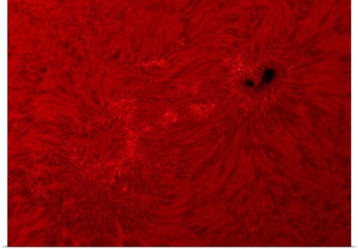 H alpha Sun in red with sunspot