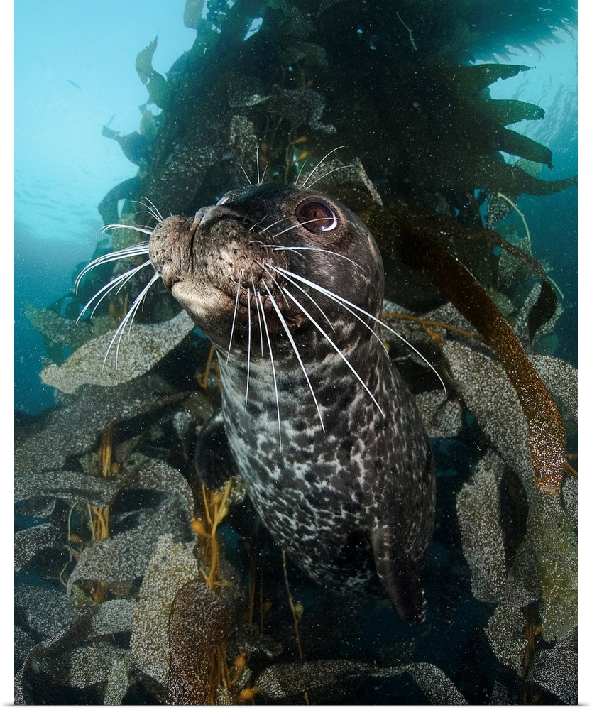 Habor seal in kelp, Todos Santos Island west of Mexico.
