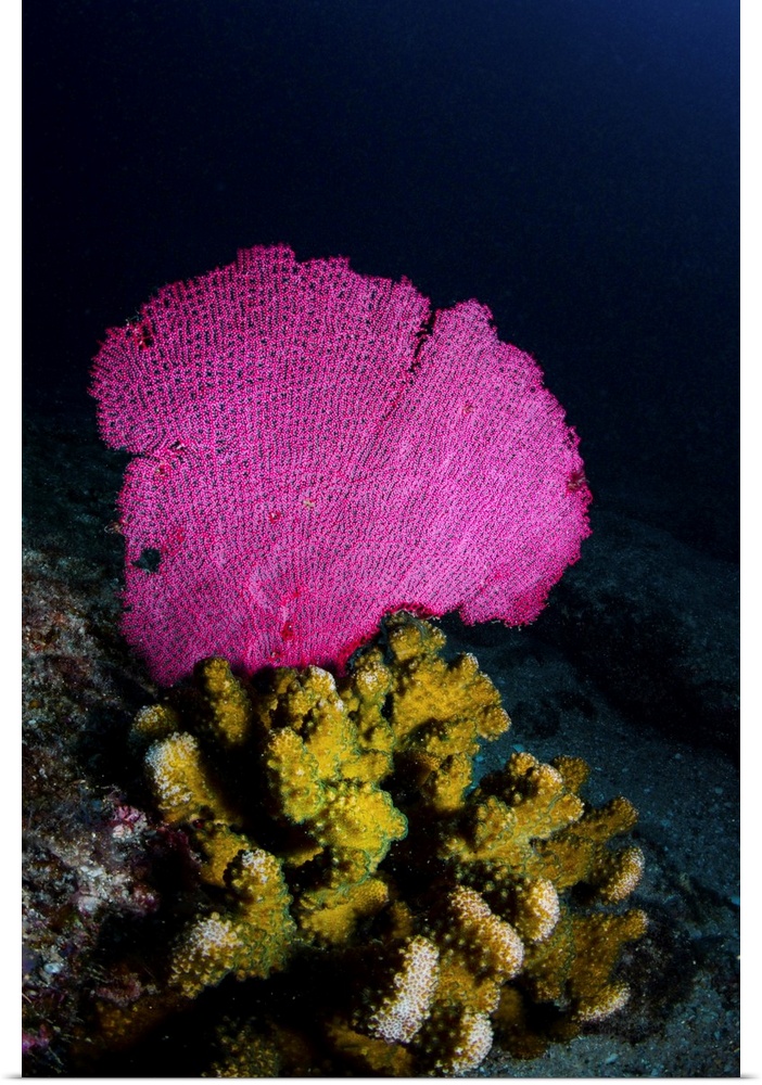 Hard and soft corals, Cabo Pulmo, Mexico.
