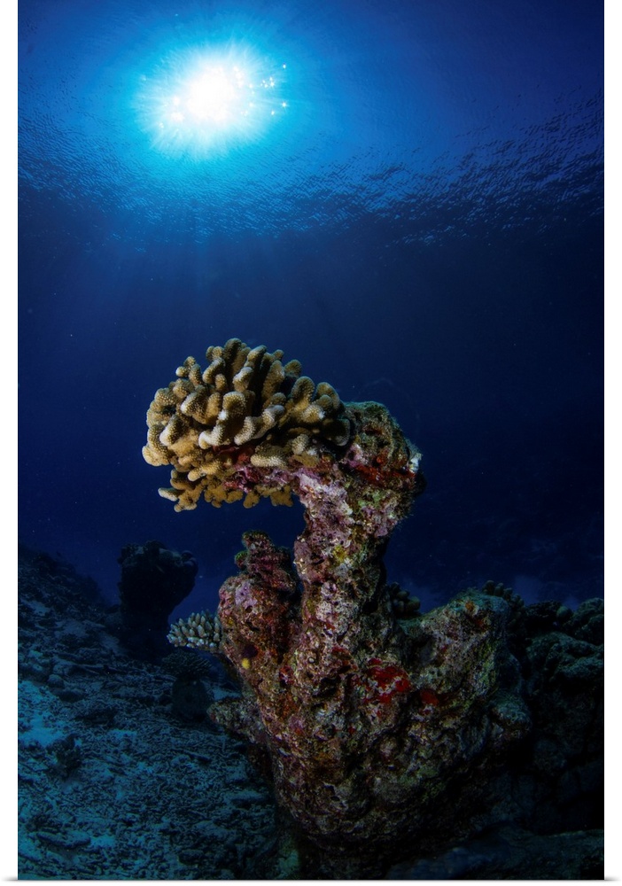 Hard coral, Maldives.