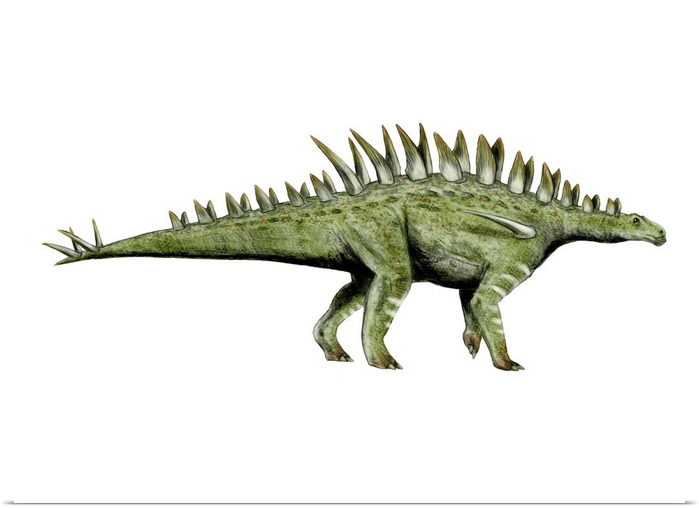 Huayangosaurus dinosaur, white background.