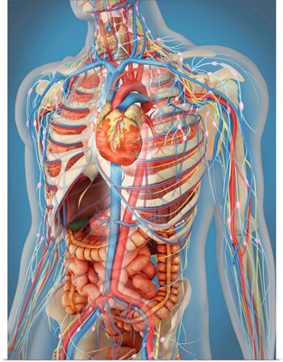 Human body showing heart and main circulatory system position
