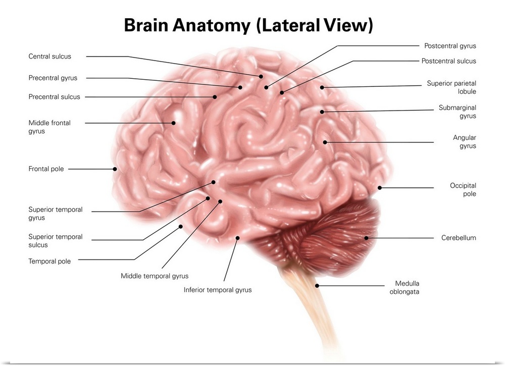 Human brain anatomy, lateral view.