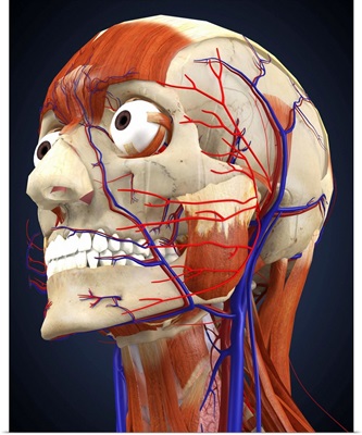 Human head with bone, muscles and circulatory system