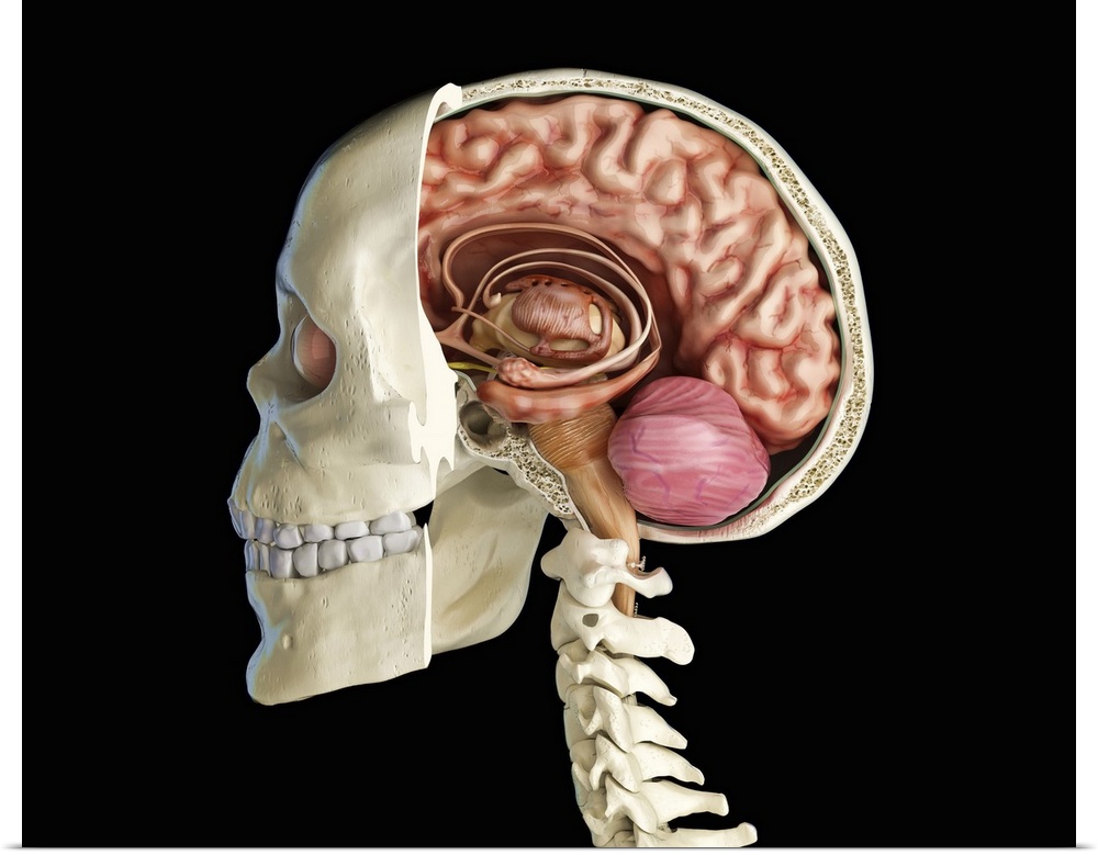 Human skull mid sagittal cross-section with brain.