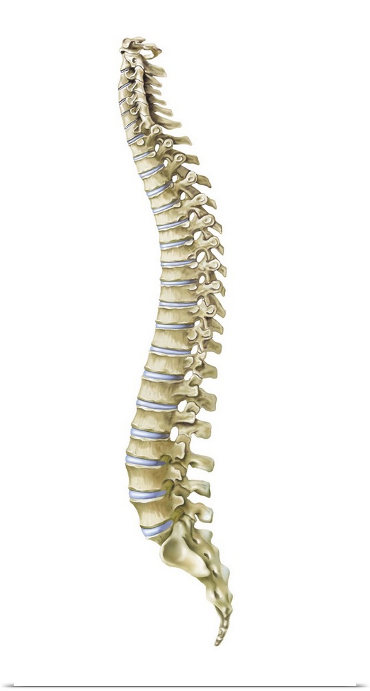 Human spine, side view.