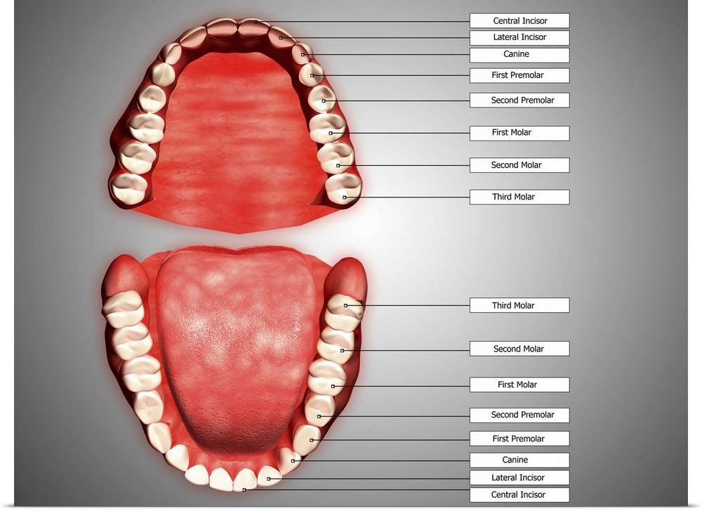 Human teeth structure with labels.