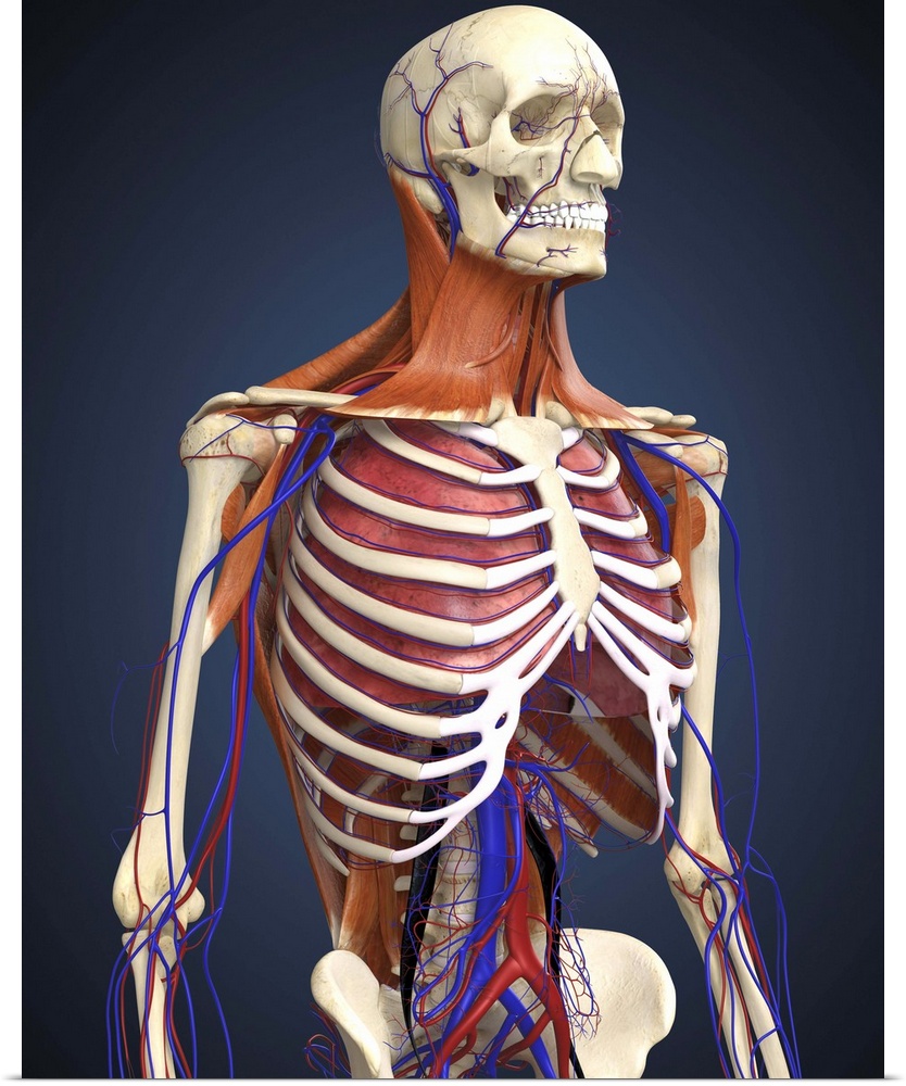 Human upper body showing bones, lungs and circulatory system.