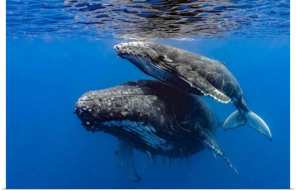 Humpback whale (Megaptera novaeangliae) mother and her calf.