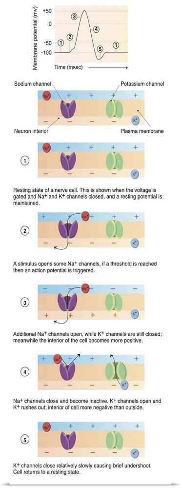 Illustration of action potential of a nerve cell.