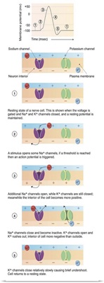 Illustration of action potential of a nerve cell