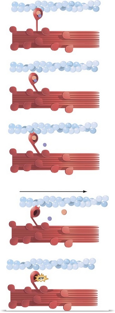 Illustration of muscle contraction.