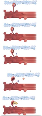 Illustration of muscle contraction
