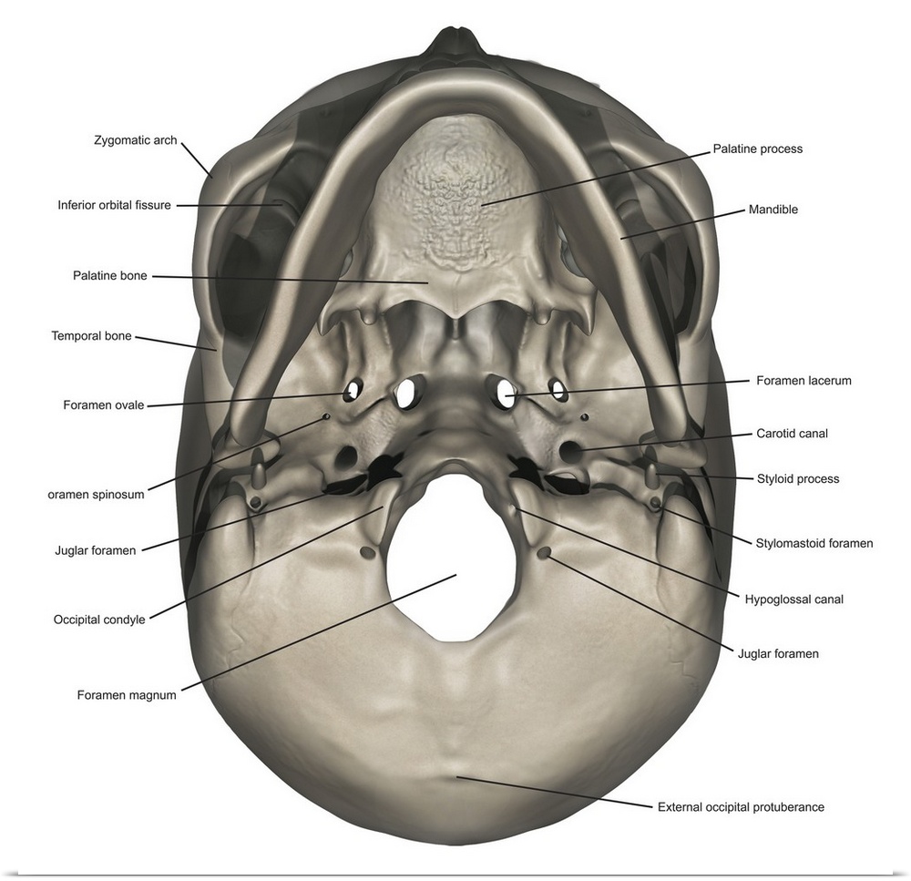 Inferior view of human skull anatomy with annotations.