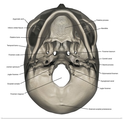 Inferior view of human skull anatomy with annotations