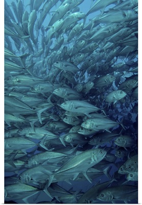 Inside of a school of jack fish, Cabo Pulmo, Mexico
