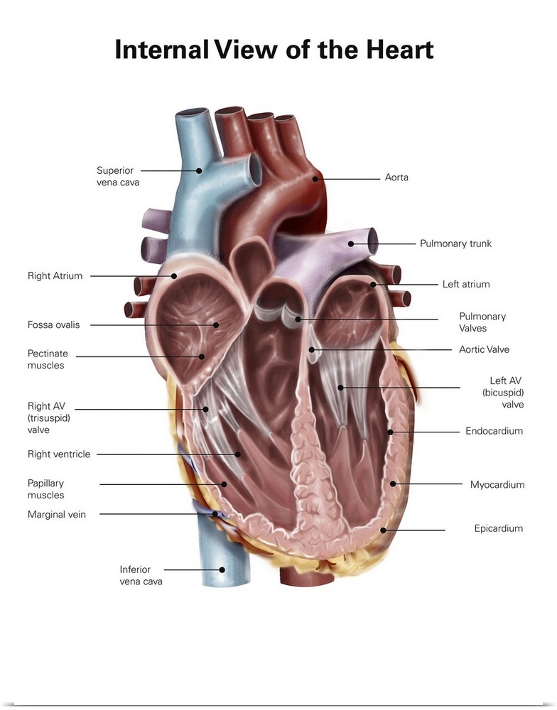 Internal view of the human heart.