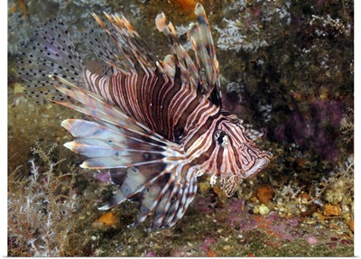 Invasive Indo-Pacific lionfish on wreck in North Carolina