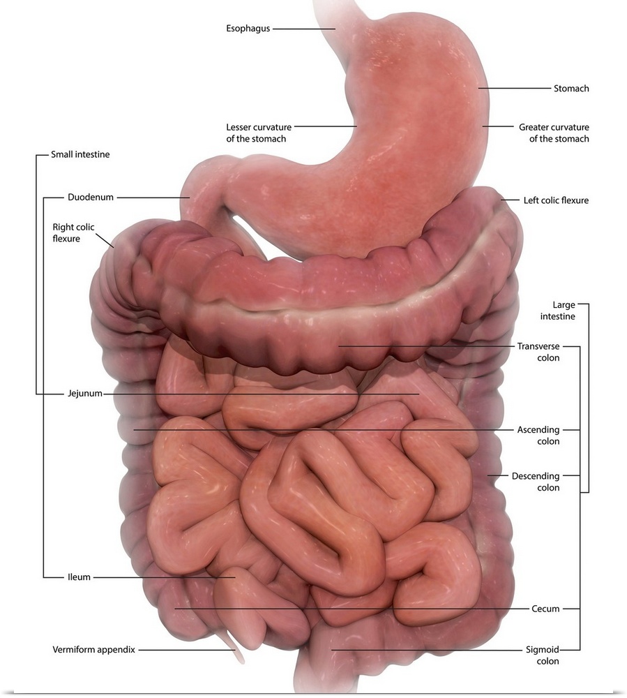 Labeled medical illustration of the human digestive system.