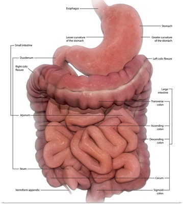 Labeled Medical Illustration Of The Human Digestive System