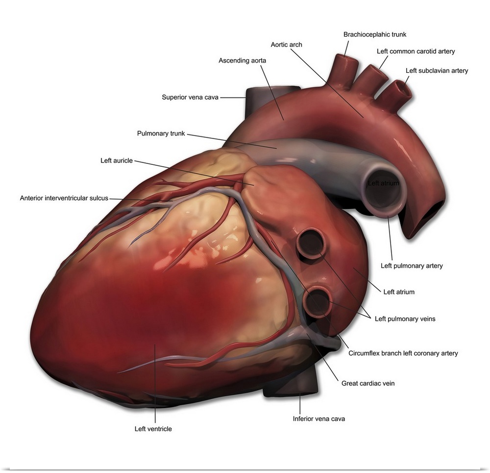 Lateral view of human heart anatomy.