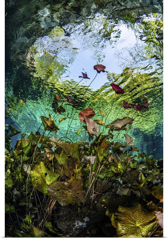 Lilies grow in the mouth of a cenote in Mexico known as Nicte Ha.