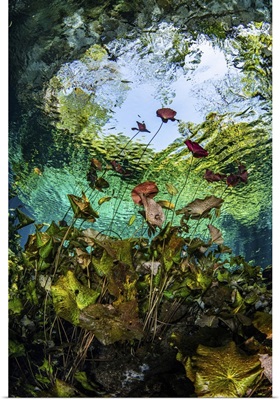 Lilies Grow In The Mouth Of A Cenote In Mexico Known As Nicte Ha
