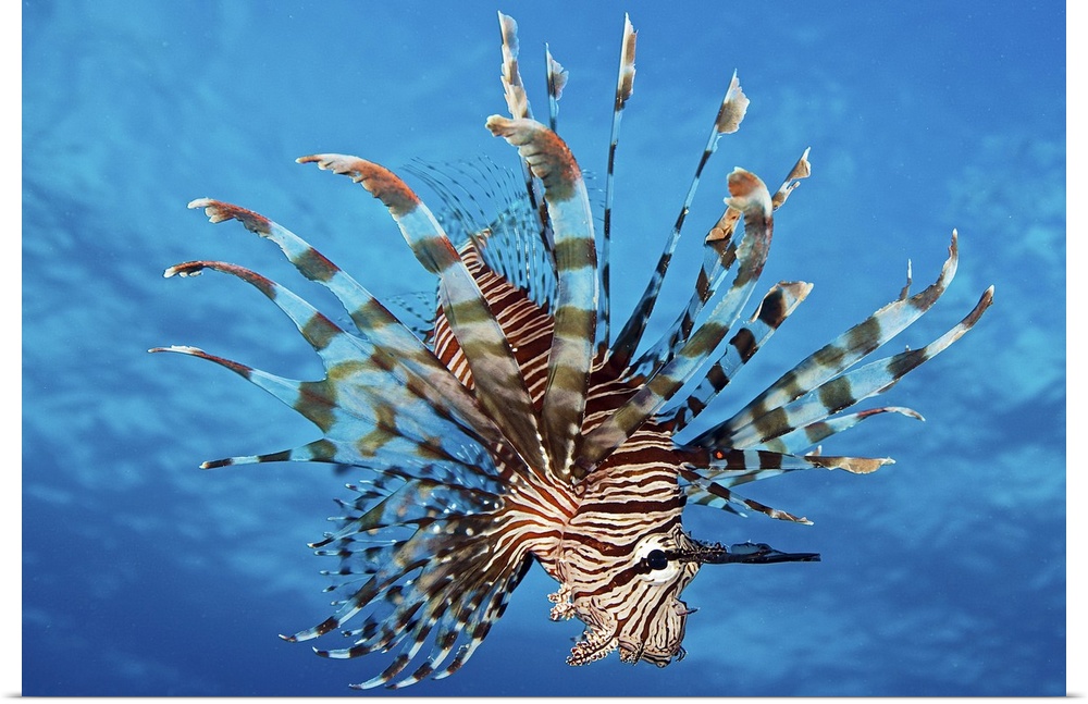 Lionfish displays its poisonous spines, FIji.