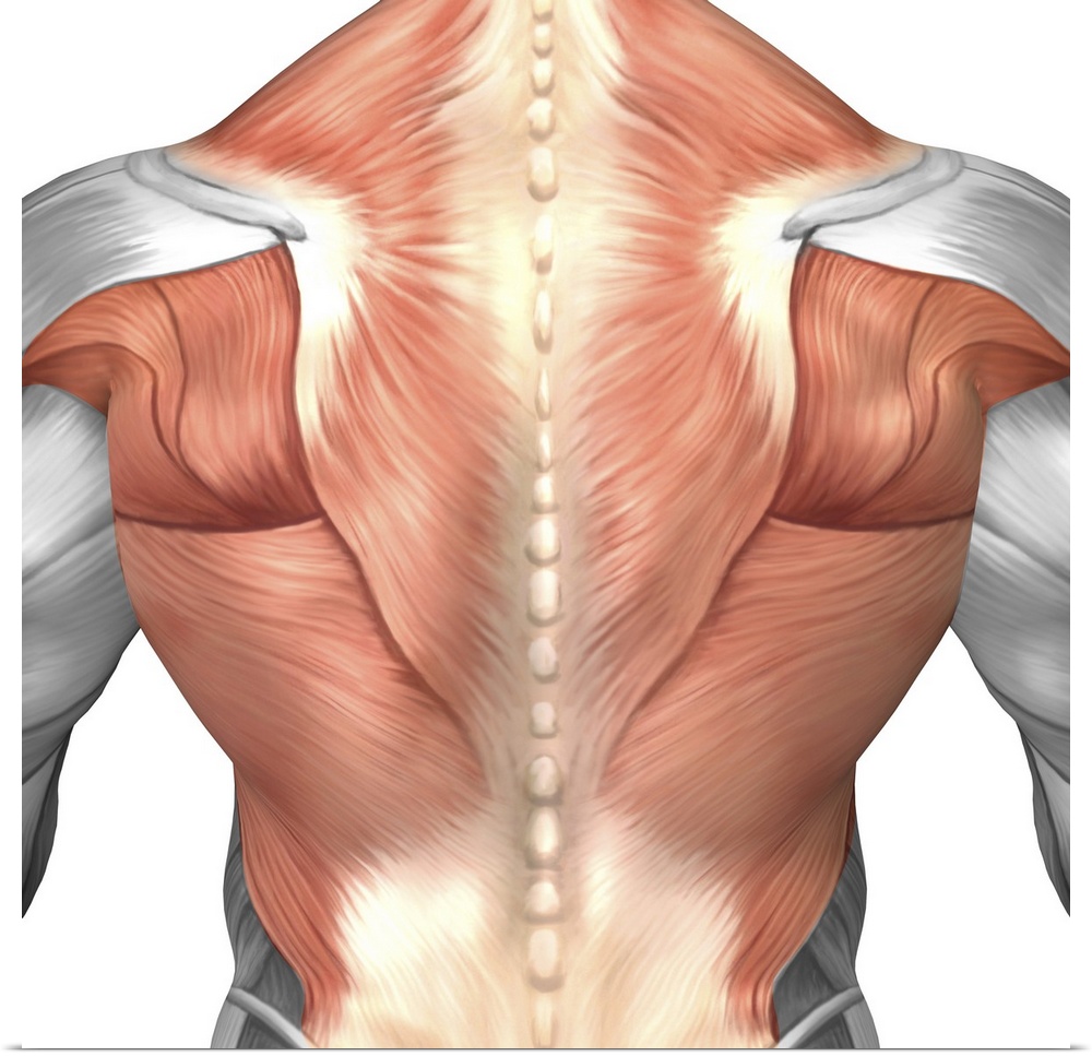 Male muscle anatomy of the human back.