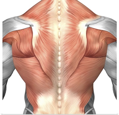 Male muscle anatomy of the human back