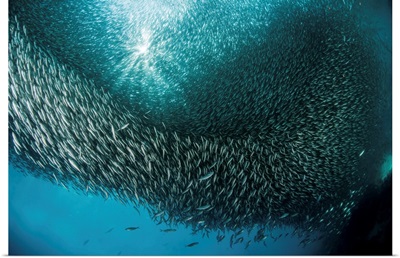 Massive school of millions of sardines, Cebu, Philippines
