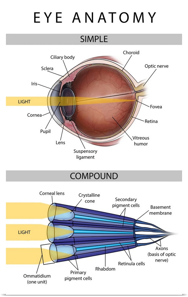 Medical illustration depicting the differences between simple and compound eyes.