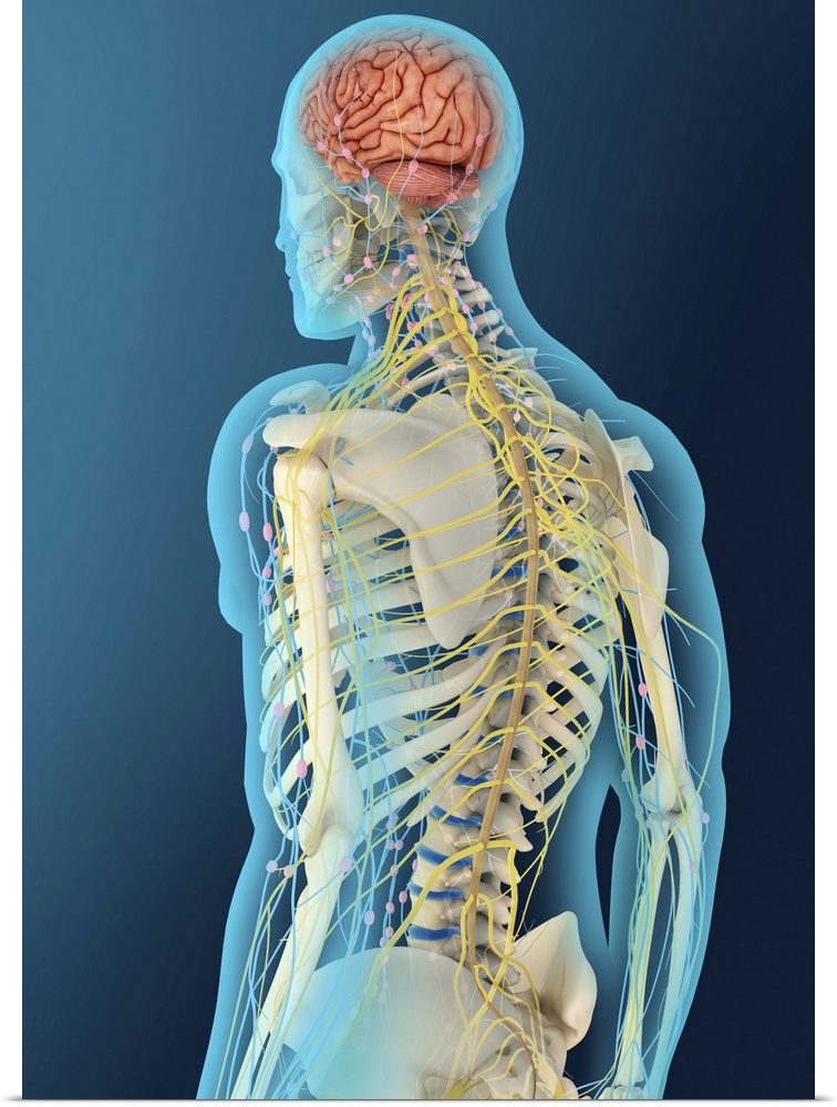 Medical illustration of human brain and brain stem, perspective view.