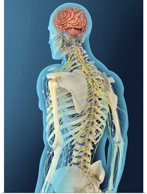 Medical illustration of human brain and brain stem