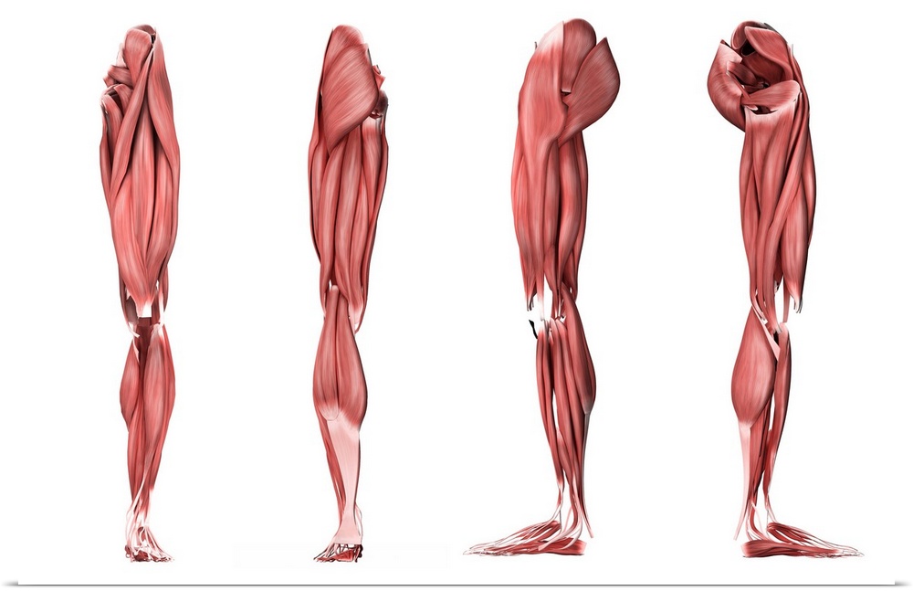 Medical illustration of human leg muscles, four side views.