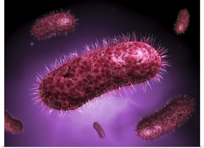 Microscopic view of bacteria