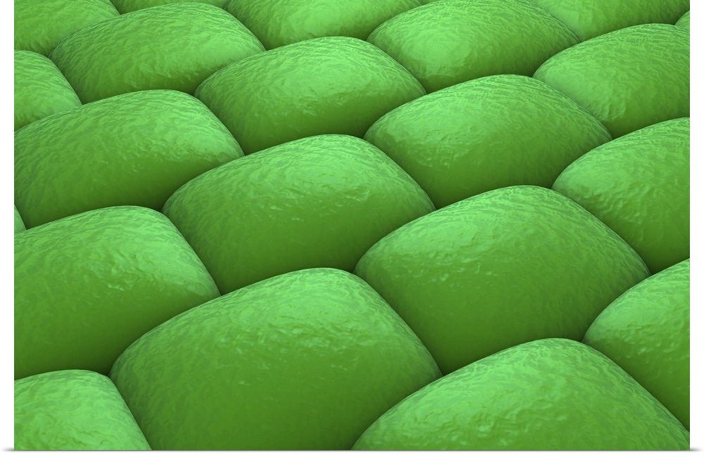 Microscopic view of plant tissues.