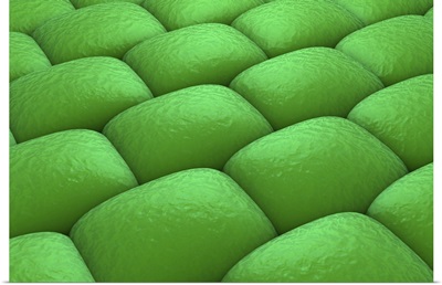 Microscopic view of plant tissues