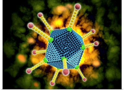 Microscopic view of the common cold virus