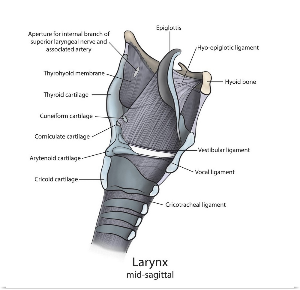 Mid-sagittal larynx anatomy with annotations.