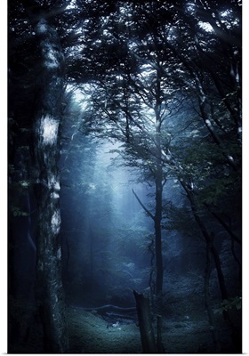 Misty rays in a dark forest, Liselund Slotspark, Denmark