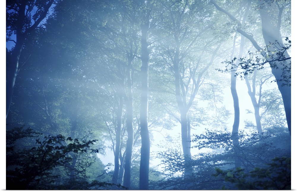 Misty rays of light pass through forest trees, Liselund Slotspark, Denmark.