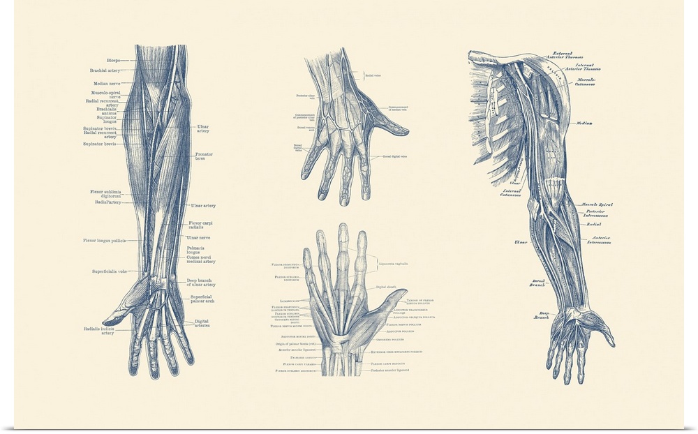 Multi-view diagram showcasing ligaments, muscles and veins throughout hand, arm and fingers.