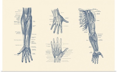 Multi-View Diagram Showcasing Ligaments, Muscles, Veins Throughout Hand, Arm And Fingers