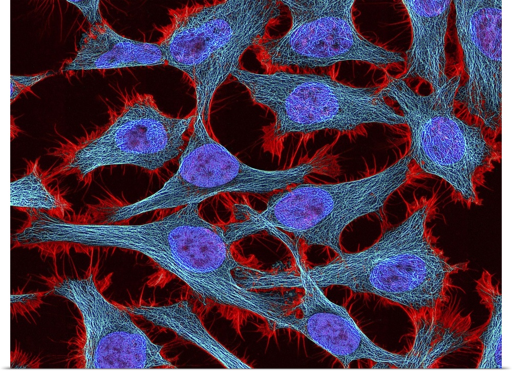 Multiphoton fluorescence image of HeLa cells stained with the actin binding toxin phalloidin (red), microtubules (cyan) an...