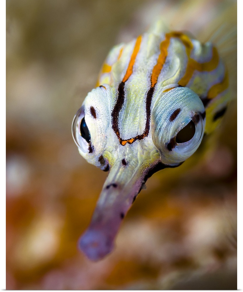 Network pipefish face, Cebu, Philippines.